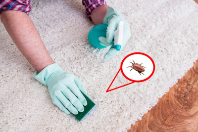 Carpet Cleaning